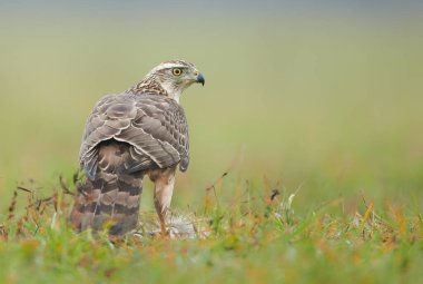 Kuzey Goshwak (Accipiter gentilis) kapat