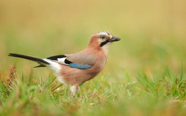 Avrasya alakargası (Garrulus glandarius) yakın çekim