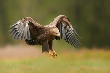 Beyaz kuyruklu kartal (Haliaeetus albicilla)