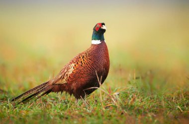Halka yakalı Sülün (Phasianus colchicus) erkek