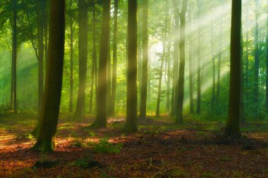 Ormanda güzel bir sabah