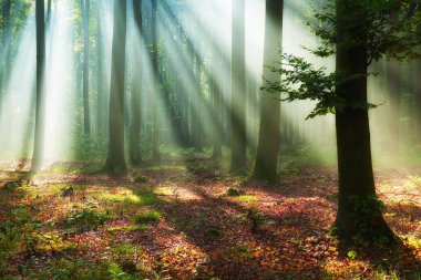 Ormanda güzel bir sabah