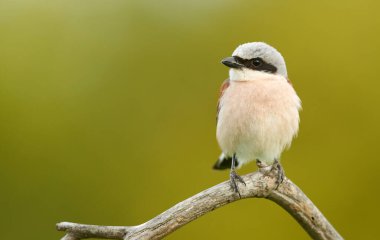 Kırmızı Shrike 'ı destekledi (Lanius collurio)