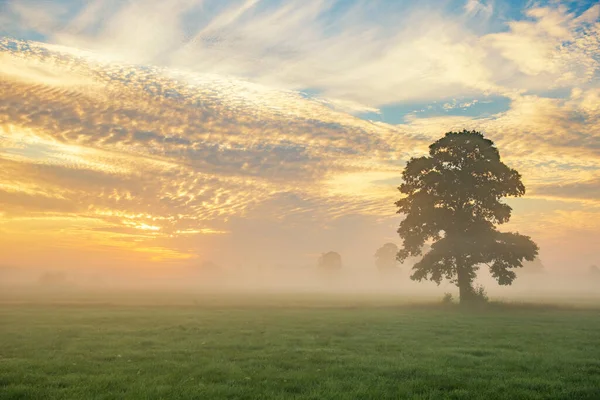 Árbol Solitario Sobre Fondo Cielo Colorido Durante Amanecer Brumoso —  Fotos de Stock