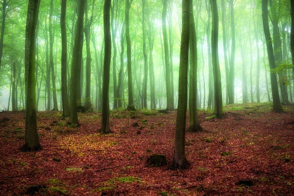 Nebeliger Morgen Grünen Wald — Stockfoto