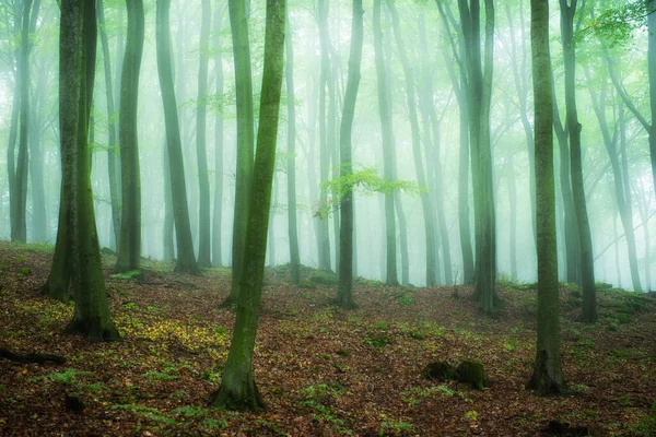 Foggy Morgon Grön Skog — Stockfoto