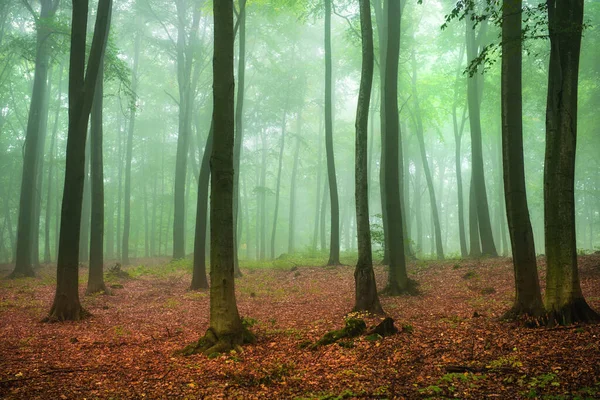 Nebeliger Morgen Grünen Wald — Stockfoto