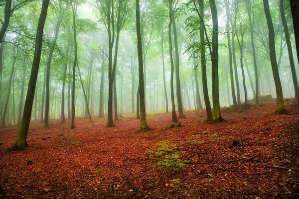 Foggy Matin Dans Forêt Verte — Photo