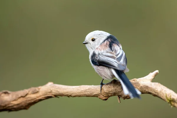 Langschwanzmeise Aegithalos Caudatus — Stockfoto