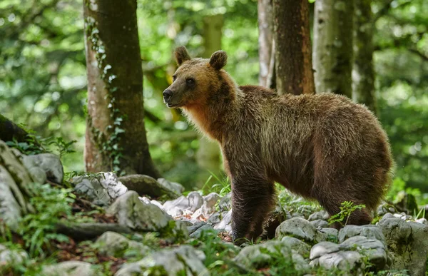 Urso Castanho Selvagem Ursus Arctos Perto — Fotografia de Stock