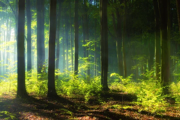 Hermoso Amanecer Bosque Verde — Foto de Stock