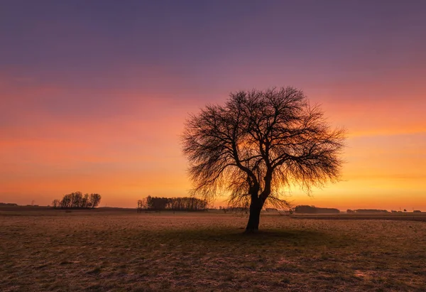 日没時のカラフルな空の背景に孤独な木 — ストック写真