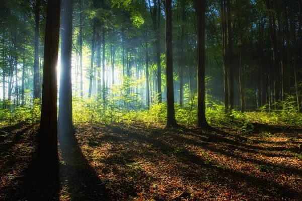 Piękny Wschód Słońca Zielonym Lesie — Zdjęcie stockowe