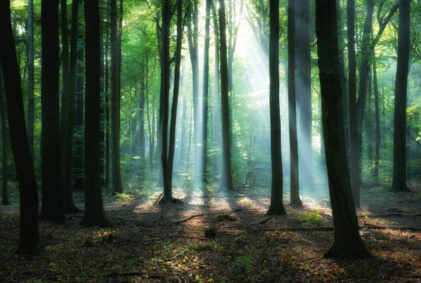 Beau Lever Soleil Dans Forêt Verte — Photo