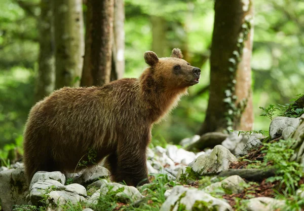 Urso Castanho Selvagem Ursus Arctos Perto — Fotografia de Stock