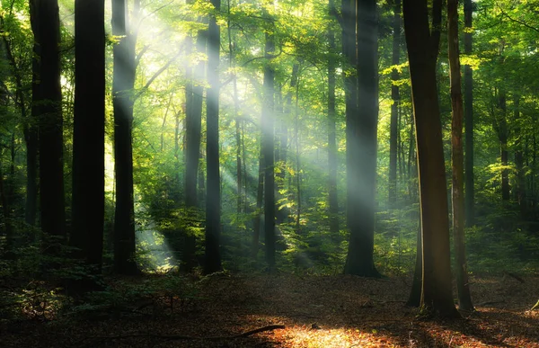 Belo Nascer Sol Floresta Verde — Fotografia de Stock