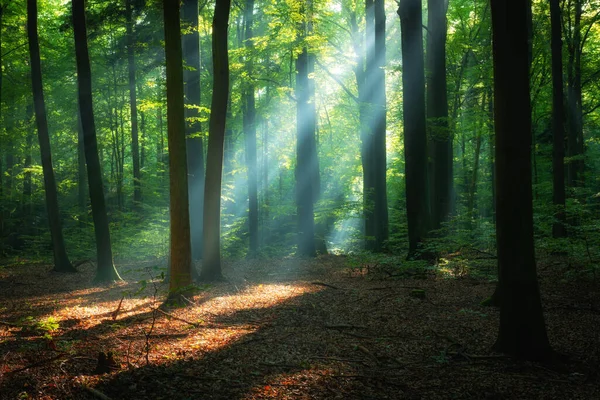 Beautiful Sunrise Green Forest — Stock Photo, Image
