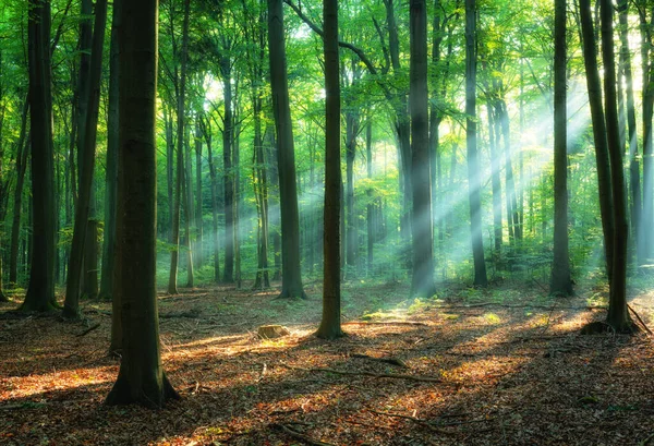Yeşil Ormanda Güzel Bir Gün Doğumu — Stok fotoğraf
