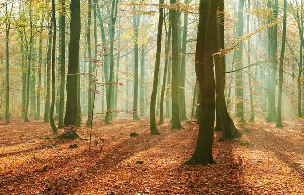 Herbstmorgen Alten Wald — Stockfoto