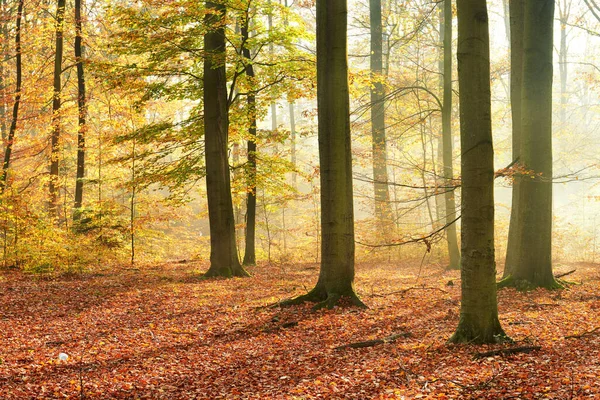Podzimní Ráno Starém Lese — Stock fotografie
