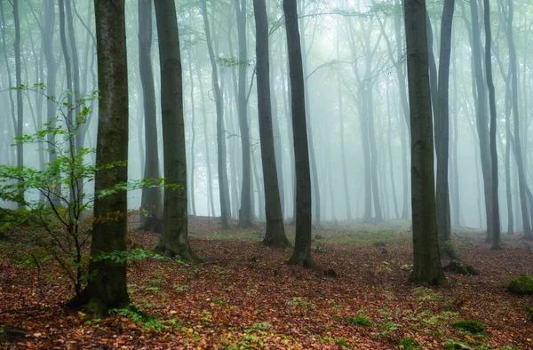 Foggy Matin Dans Forêt Verte — Photo