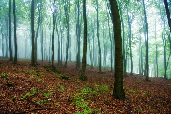Mglisty Poranek Zielonym Lesie — Zdjęcie stockowe