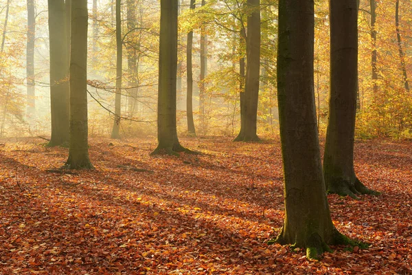 古林の秋の朝 — ストック写真