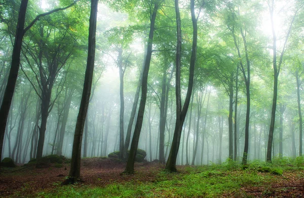 緑の森の霧の朝 — ストック写真
