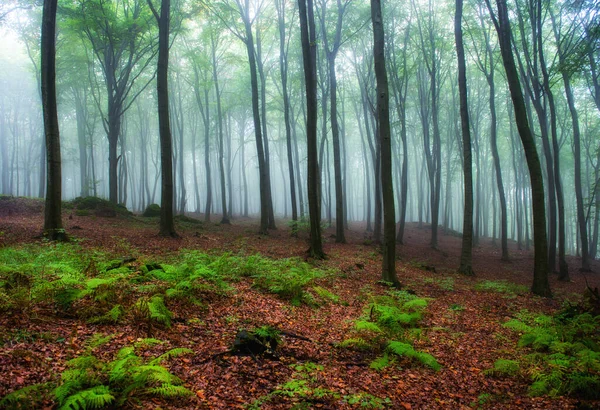 Foggy Matin Dans Forêt Verte — Photo