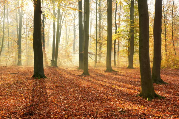 Mattina Autunnale Nella Vecchia Foresta — Foto Stock