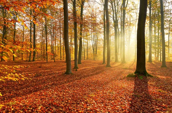 Matin Automne Dans Vieille Forêt — Photo