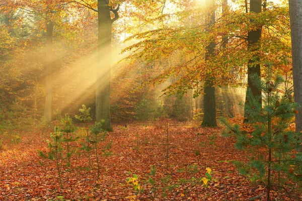 Matin Automne Dans Vieille Forêt — Photo