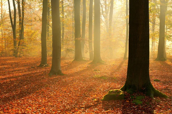 Manhã Outono Floresta Velha — Fotografia de Stock