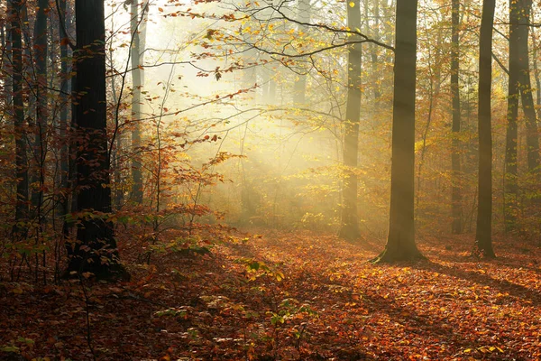 Matin Automne Dans Vieille Forêt — Photo