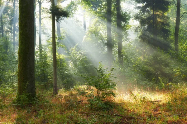 Φθινόπωρο Πρωί Στο Παλιό Δάσος — Φωτογραφία Αρχείου