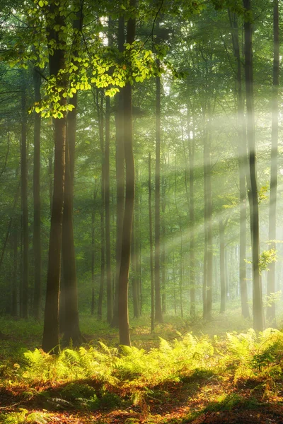 Eski Ormanda Sonbahar Sabahı — Stok fotoğraf