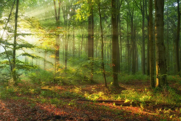 Matin Automne Dans Vieille Forêt — Photo