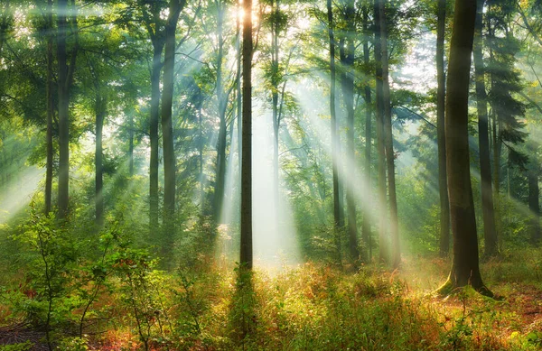 Belle Matinée Dans Forêt — Photo