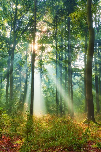 Belle Matinée Dans Forêt — Photo