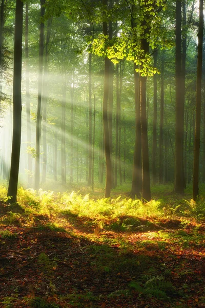 Vacker Morgon Skogen — Stockfoto