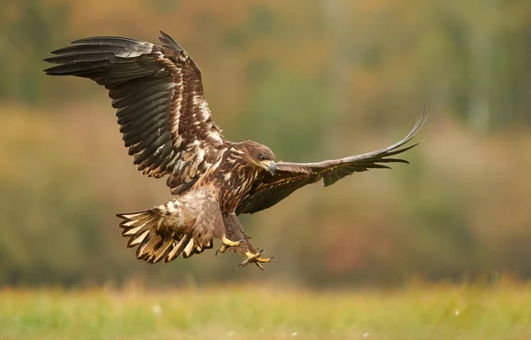 Seeadler Haliaeetus Albicilla Herbstlicher Landschaft — Stockfoto