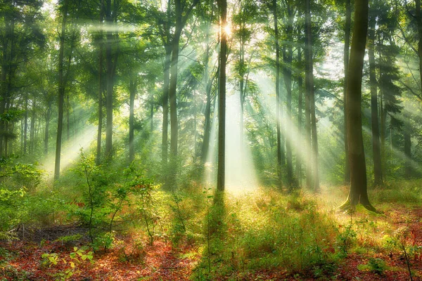 Schöner Morgen Wald — Stockfoto