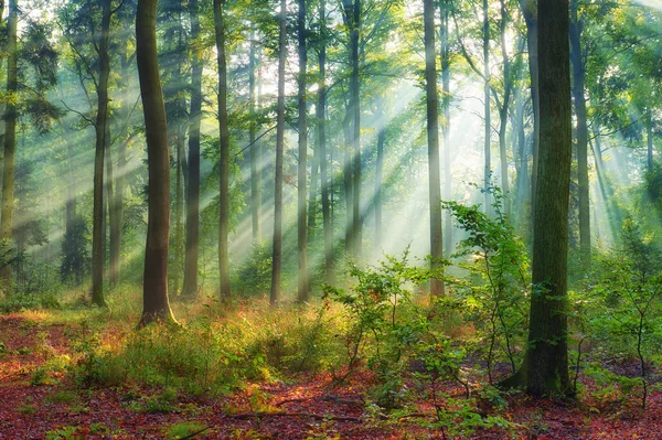Прекрасное Утро Лесу — стоковое фото