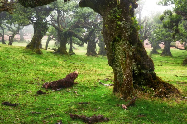 Viejo Cedro Bosque Fanal Isla Madeira Portugal — Foto de Stock