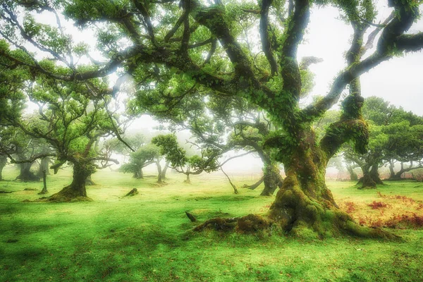 Vieux Cèdre Dans Forêt Fanal Île Madère Portugal — Photo