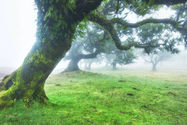 Régi Cédrusfa Fanal Erdőben Madeira Sziget Portugália — Stock Fotó
