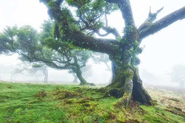 Vieux Cèdre Dans Forêt Fanal Île Madère Portugal — Photo