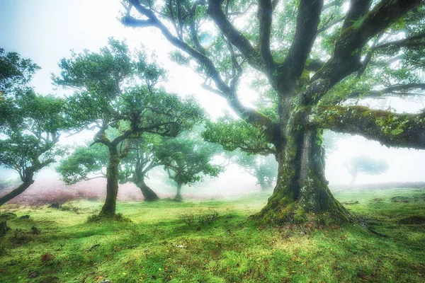 Oude Cederboom Het Fanal Bos Madeira Eiland Griekenland — Stockfoto