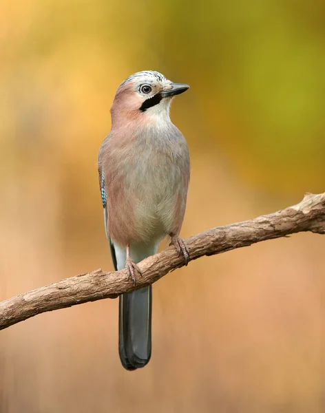 Eurasiático Gay Garrulus Glandarius Close — Fotografia de Stock