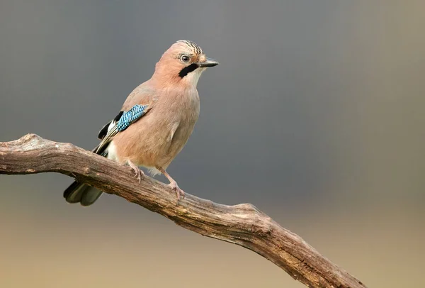 Eurasian Jay Garrulus Glandarius Close — Stock fotografie